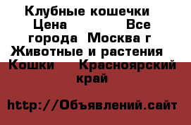 Клубные кошечки › Цена ­ 10 000 - Все города, Москва г. Животные и растения » Кошки   . Красноярский край